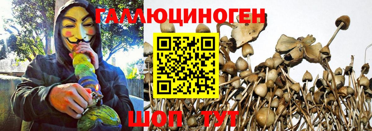 Псилоцибиновые грибы Cubensis  Псилоцибиновые грибы Cubensis  Чехов  Вход с VPN 